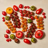 Read Isle of Wight Tomatoes Reviews